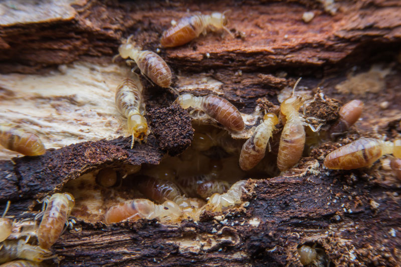 termites attaque